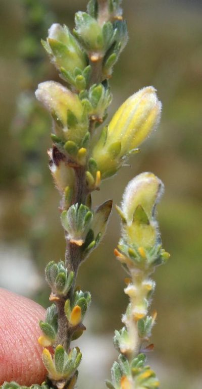 Aspalathus oblongifolia, photographed by Tony Rebelo