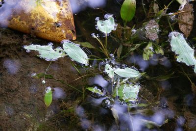 Potamogeton nodosus, photographed by Bonnie Semmling