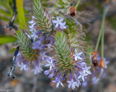Merciera tenuifolia, photographed by magriet b