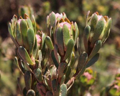 Leucadendron stelligerum, photographed by Tony Rebelo