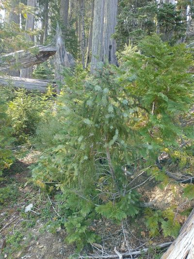 Picea breweriana, photographed by Drew Meyer