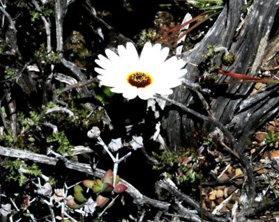 Ursinia pilifera, photographed by Tony Rebelo
