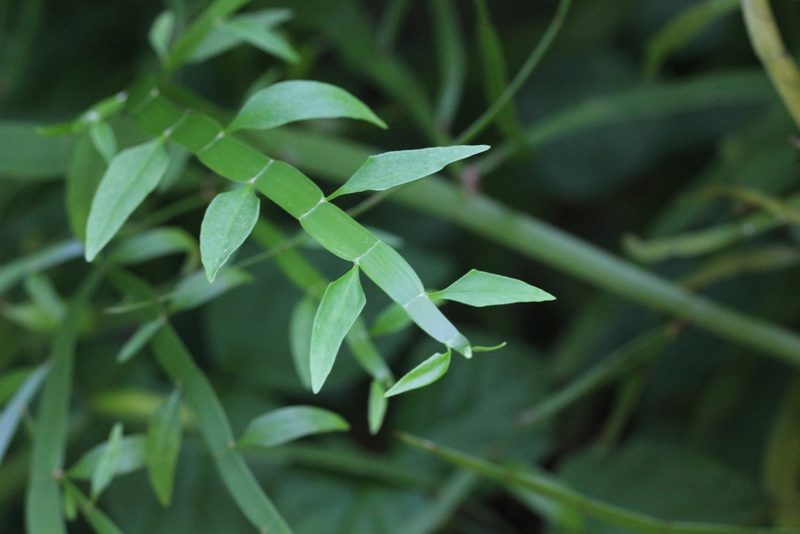 Muehlenbeckia platyclada, photographed by Agnes Trekker