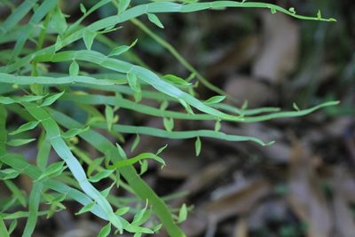 Muehlenbeckia platyclada, photographed by Agnes Trekker
