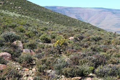 Oedera spinescens, photographed by Tony Rebelo