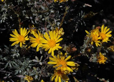 Oedera spinescens, photographed by Tony Rebelo