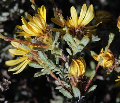 Oedera spinescens, photographed by Tony Rebelo
