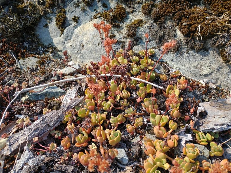 Sedum laxum, photographed by Drew Meyer
