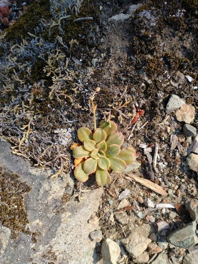 Lewisia cotyledon, photographed by Drew Meyer