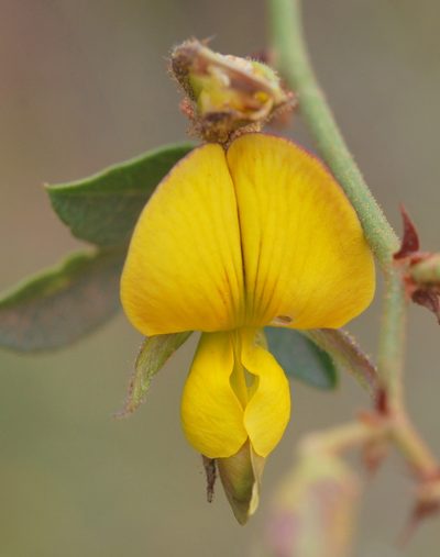 Rhynchosia arida, photographed by Charles Stirton