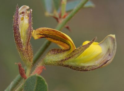 Rhynchosia arida, photographed by Charles Stirton