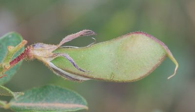Rhynchosia arida, photographed by Charles Stirton
