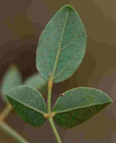 Rhynchosia arida, photographed by Charles Stirton