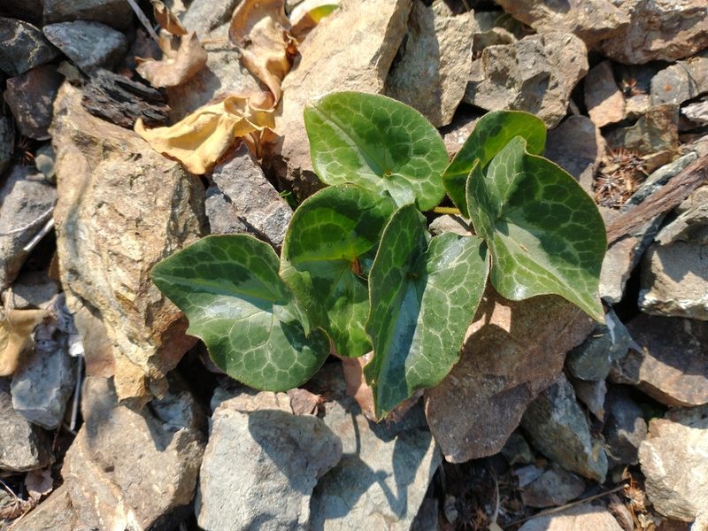 Asarum marmoratum, photographed by Drew Meyer