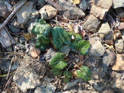 Asarum marmoratum, photographed by Drew Meyer