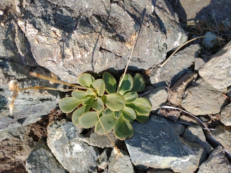 Lewisia cotyledon, photographed by Drew Meyer