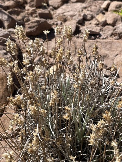 Plantago sericea, photographed by Diego F. Cisneros-Heredia