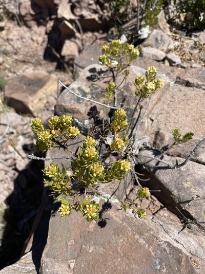 Baccharis buxifolia, photographed by Diego F. Cisneros-Heredia