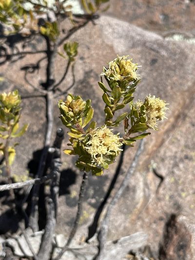 Baccharis buxifolia, photographed by Diego F. Cisneros-Heredia
