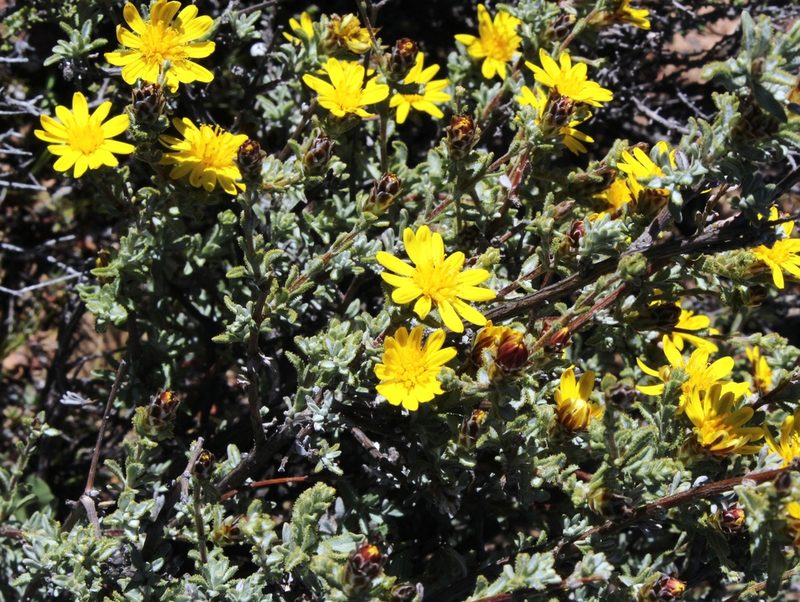 Oedera spinescens, photographed by Tony Rebelo