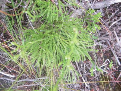 Diphasiastrum zanclophyllum, photographed by Di Turner