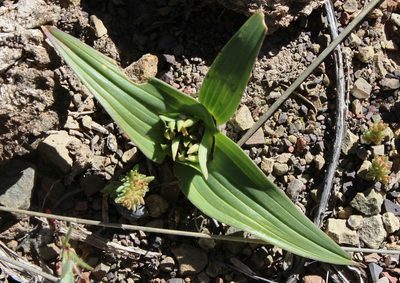 Colchicum cuspidatum, photographed by Tony Rebelo