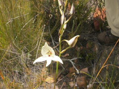 Disa schlechteriana, photographed by Di Turner