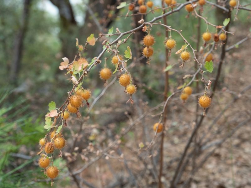 Ribes roezlii, photographed by Eugene Eric Kim