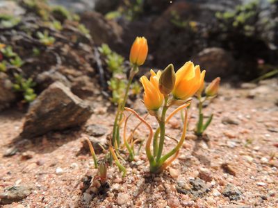 Eliokarmos rupestris, photographed by Jacques van der Merwe