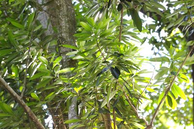Elaeodendron orientale, photographed by Agnes Trekker