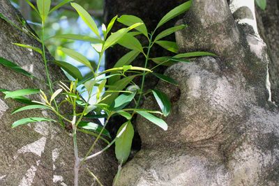 Elaeodendron orientale, photographed by Agnes Trekker