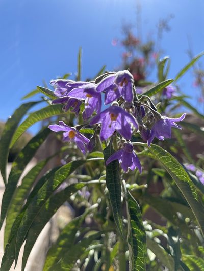 Solanum nitidum, photographed by Diego F. Cisneros-Heredia