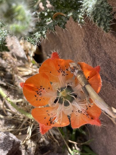 Caiophora pentlandii, photographed by Diego F. Cisneros-Heredia