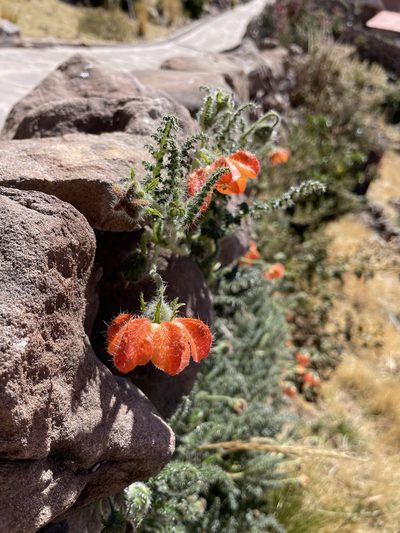 Caiophora pentlandii, photographed by Diego F. Cisneros-Heredia