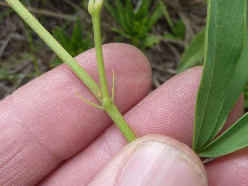 Tephrosia acaciifolia, photographed by Andrew Hankey
