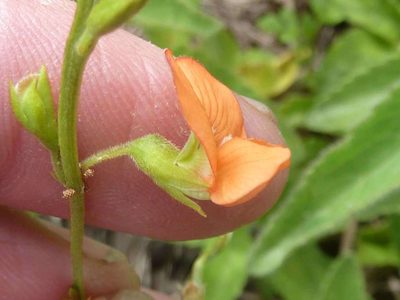 Tephrosia acaciifolia, photographed by Andrew Hankey