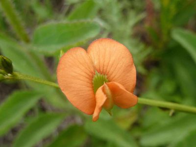 Tephrosia acaciifolia, photographed by Andrew Hankey