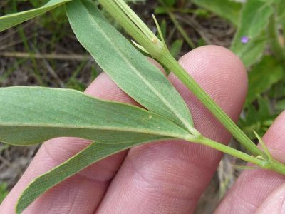 Tephrosia acaciifolia, photographed by Andrew Hankey