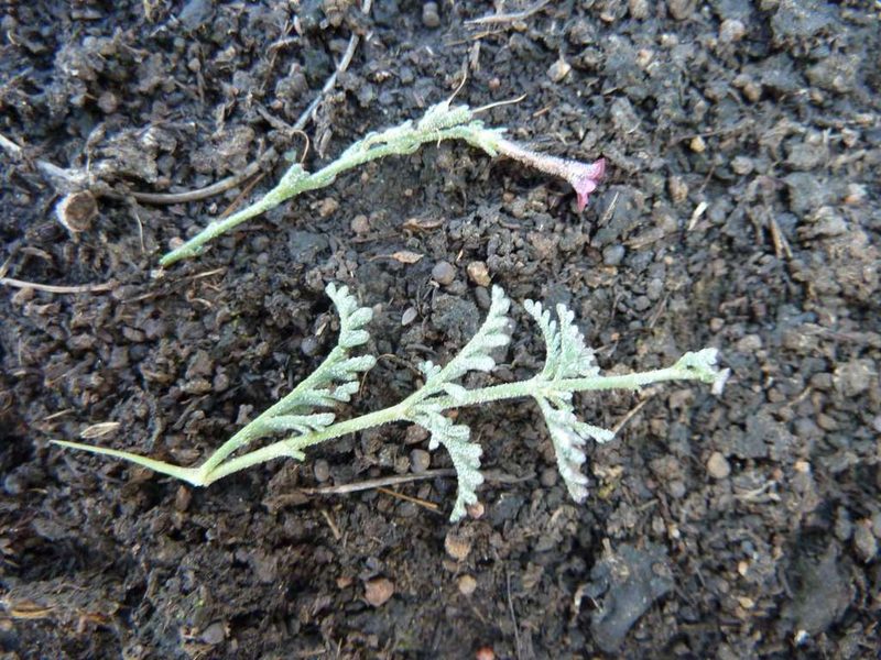 Jamesbrittenia stricta, photographed by Andrew Hankey