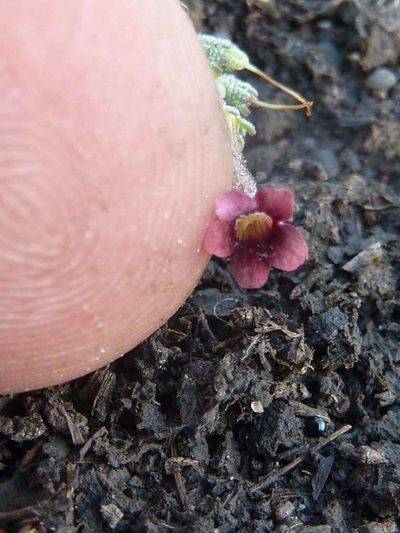 Jamesbrittenia stricta, photographed by Andrew Hankey