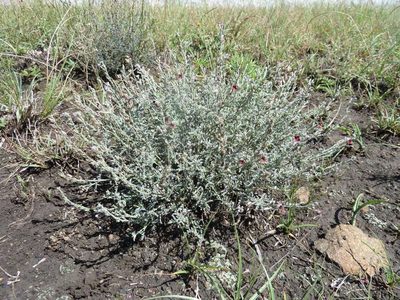 Jamesbrittenia stricta, photographed by Andrew Hankey