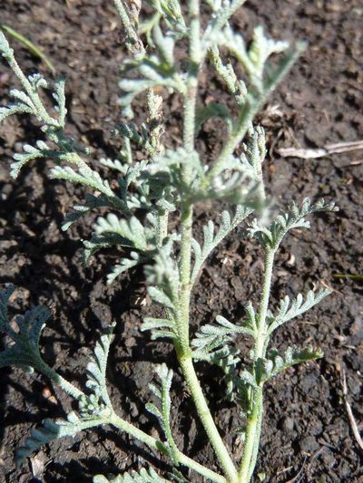 Jamesbrittenia stricta, photographed by Andrew Hankey