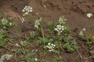 Kitagawia baicalensis, photographed by Oleg Kosterin