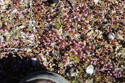Zaluzianskya minima, photographed by Tony Rebelo