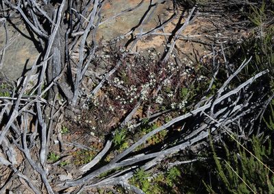 Heliophila clarkii, photographed by Tony Rebelo
