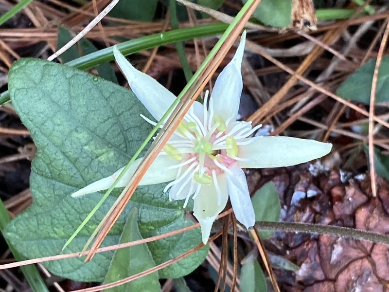 Passiflora capsularis, photographed by Juanito Escamilla