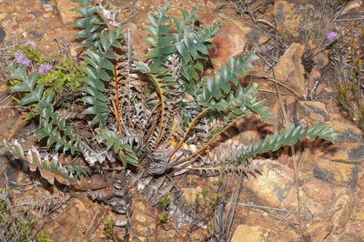Banksia drummondii, photographed by dhfischer