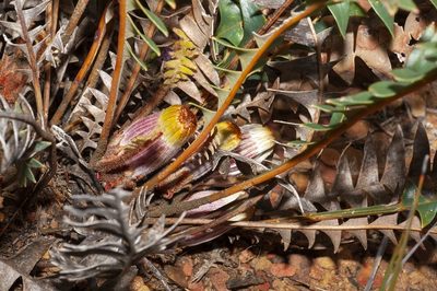 Banksia drummondii, photographed by dhfischer
