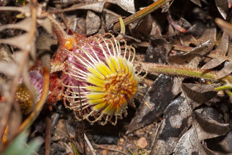 Banksia drummondii, photographed by dhfischer