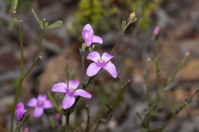 Boronia spathulata, photographed by dhfischer